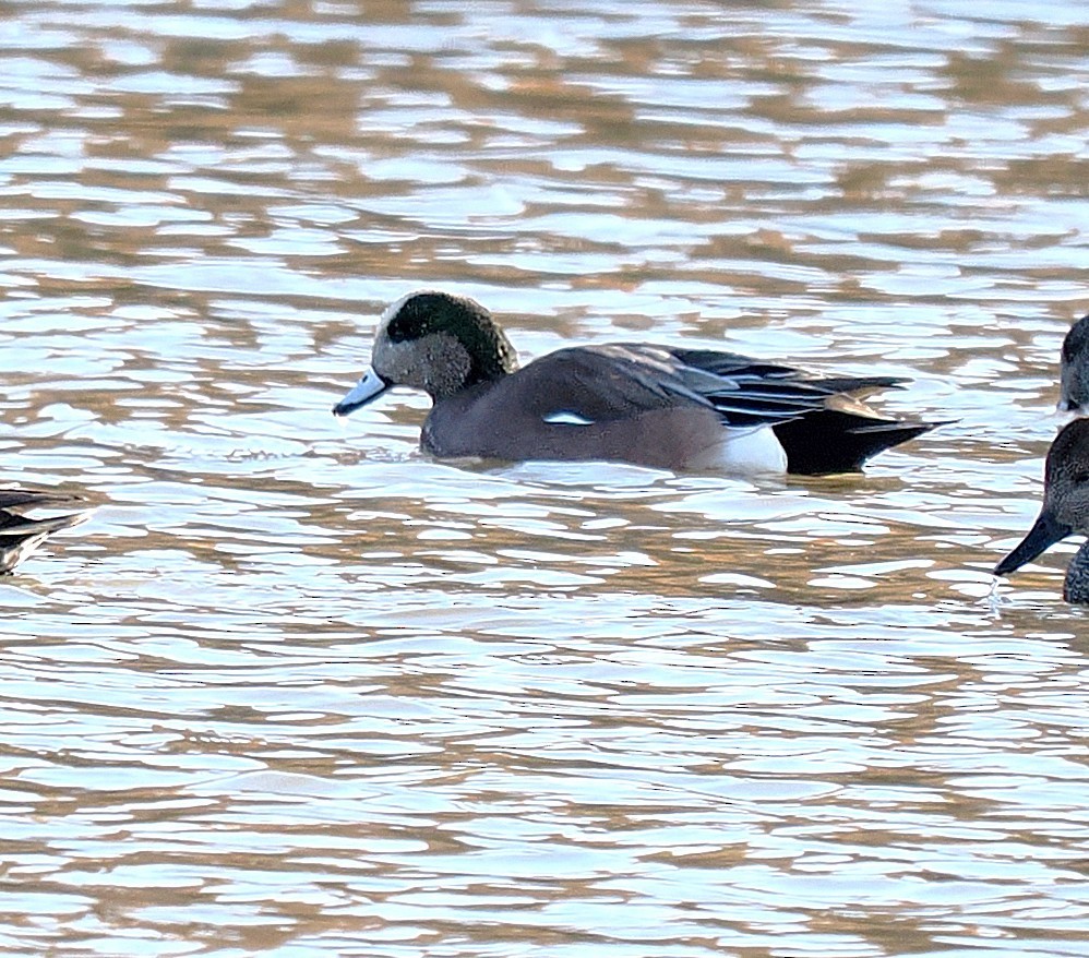 American Wigeon - ML645021915