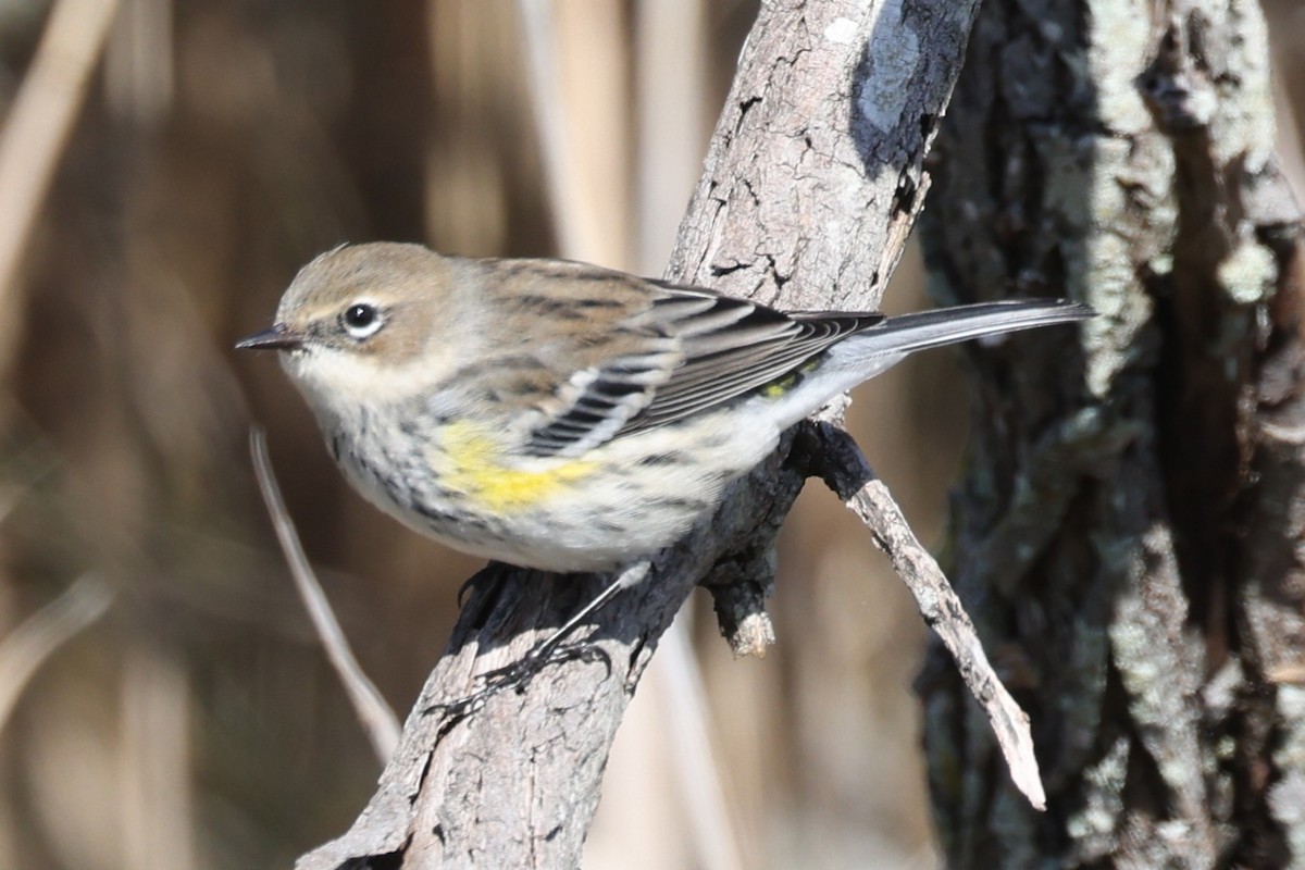Yellow-rumped Warbler - ML645021922