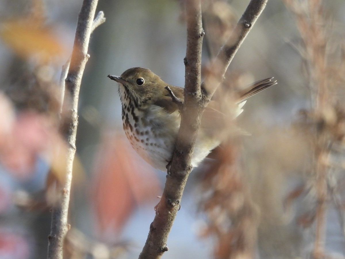Дрізд-короткодзьоб плямистоволий - ML645021923