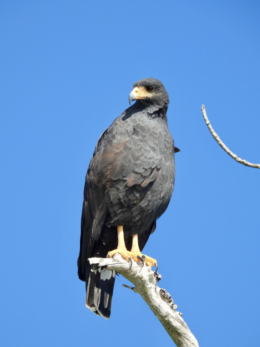 Common Black Hawk - ML645021924