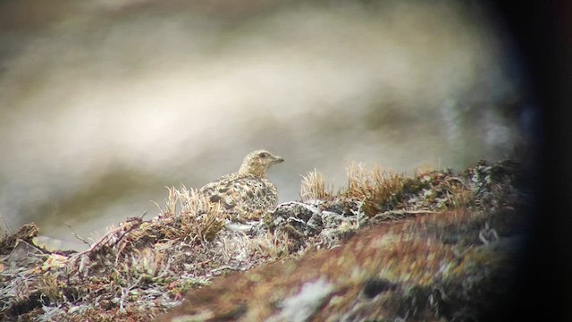 White-bellied Seedsnipe - ML645021925