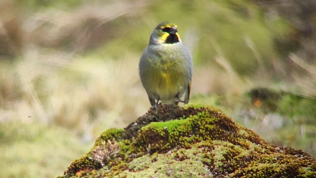 Yellow-bridled Finch - ML645021943