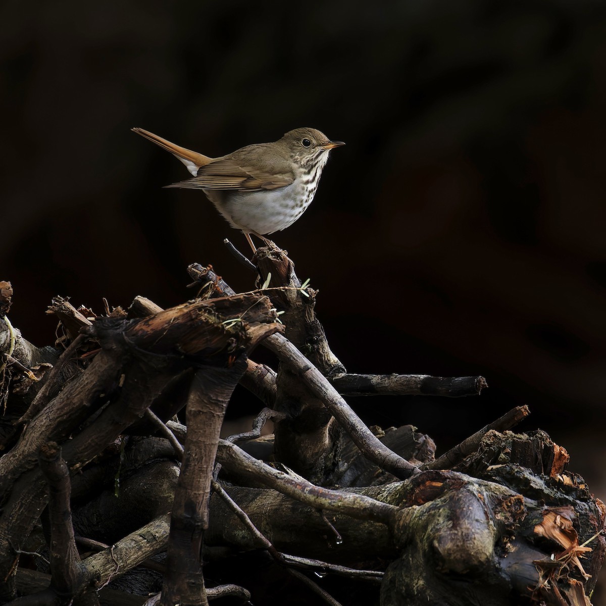 Дрізд-короткодзьоб плямистоволий - ML645021957