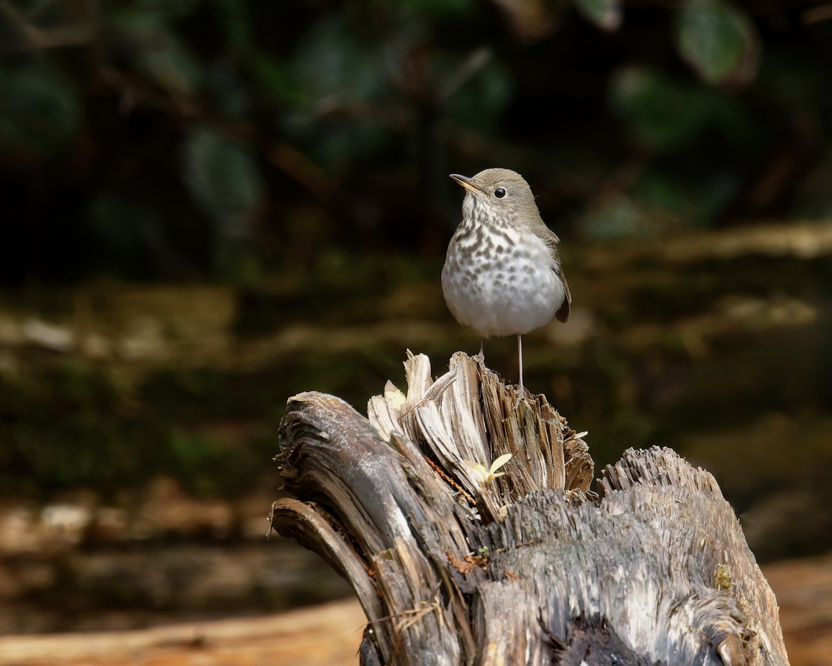 Дрізд-короткодзьоб плямистоволий - ML645021958