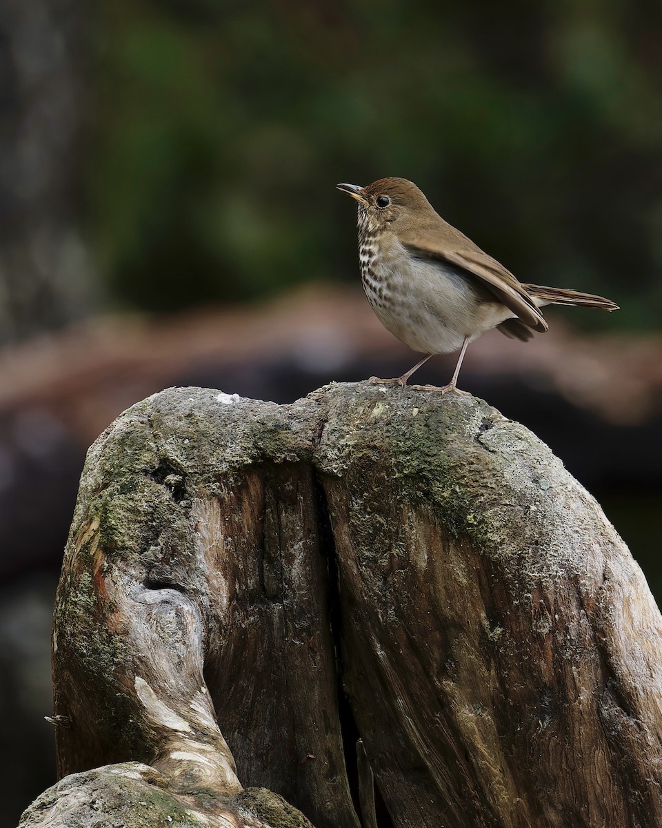 Дрізд-короткодзьоб плямистоволий - ML645021959