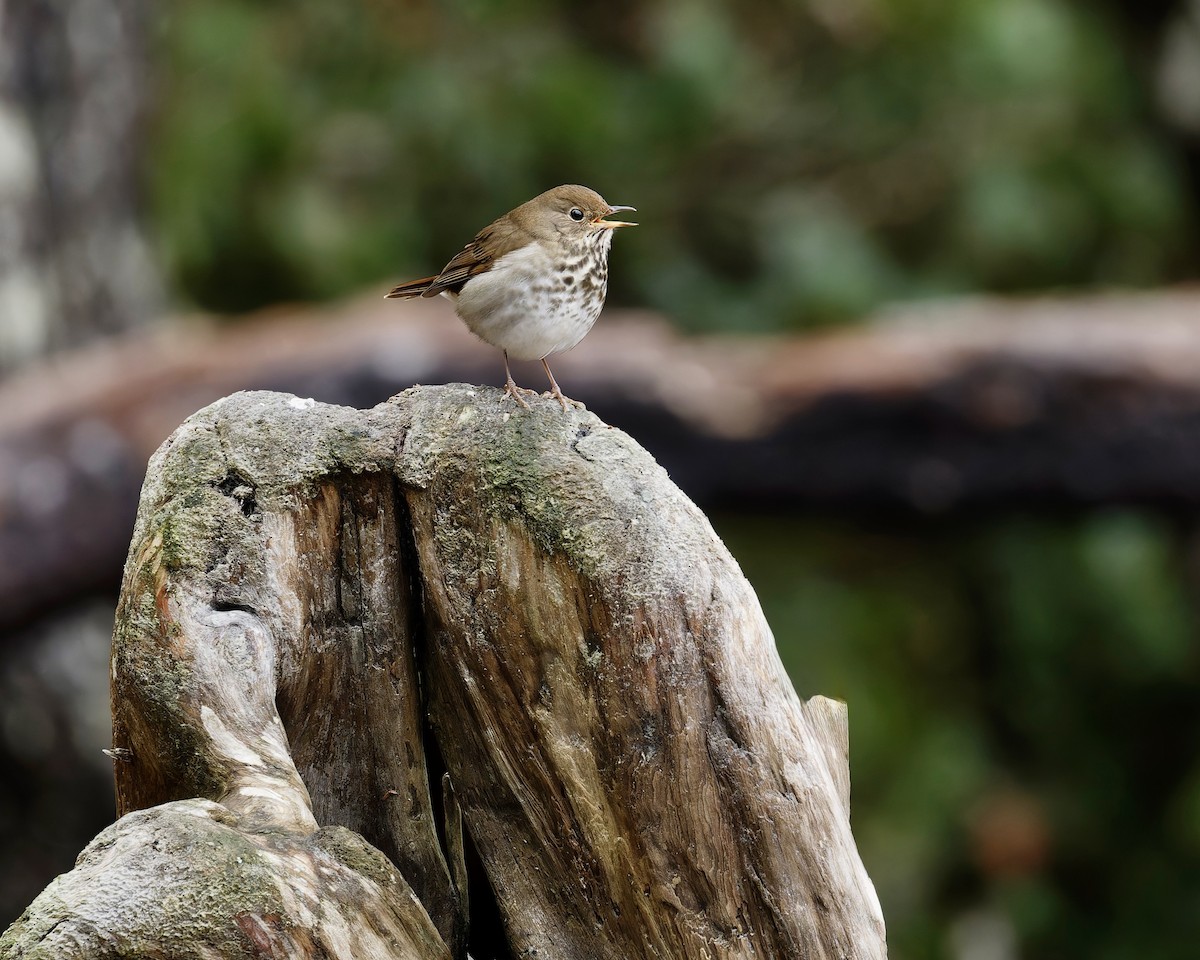 Дрізд-короткодзьоб плямистоволий - ML645021960