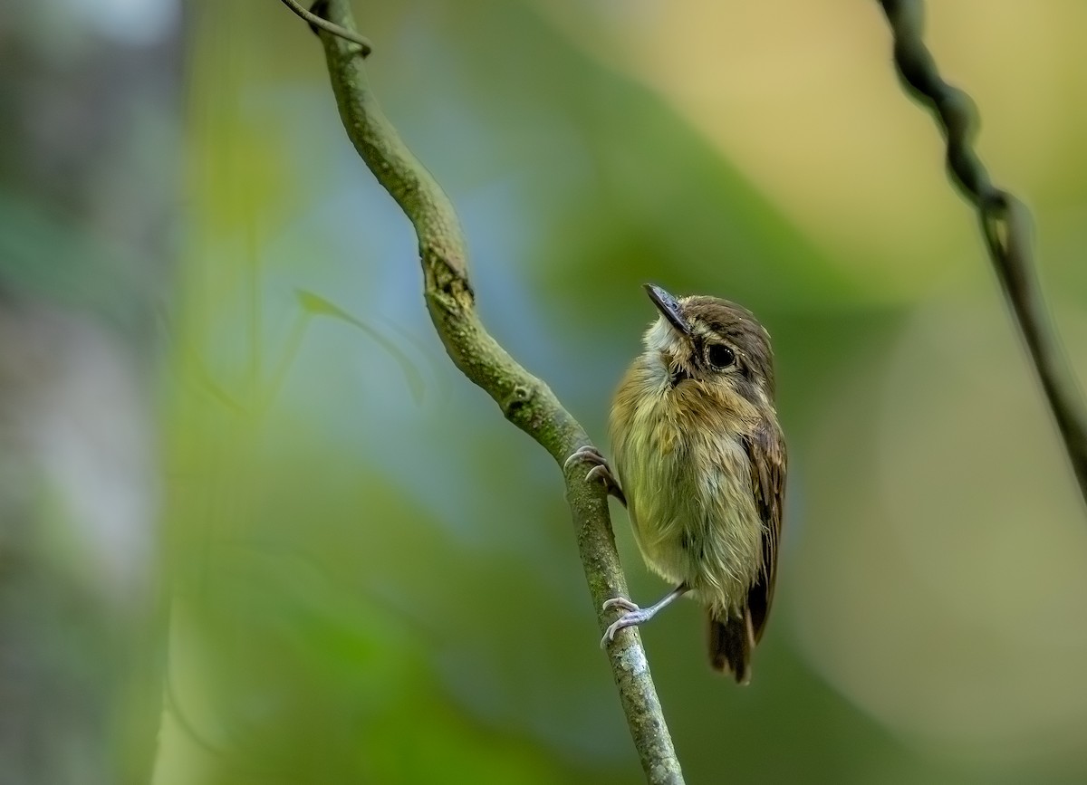 White-throated Spadebill - ML645021969