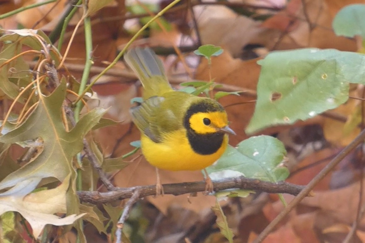 Болотянка чорногорла - ML645021978