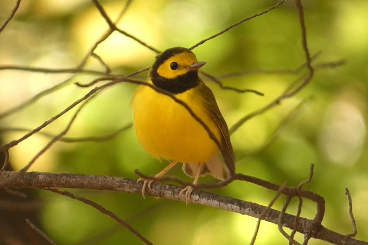 Болотянка чорногорла - ML645021981