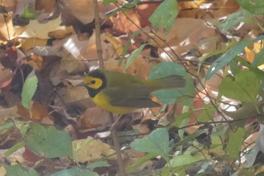 Болотянка чорногорла - ML645021982