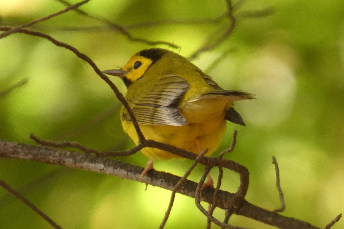 Болотянка чорногорла - ML645021983