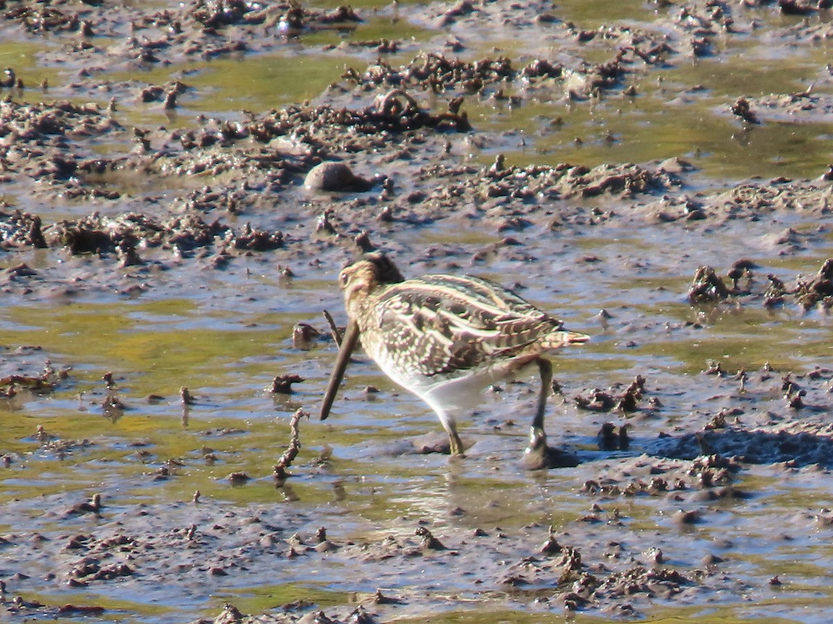 Wilson's Snipe - ML645021984