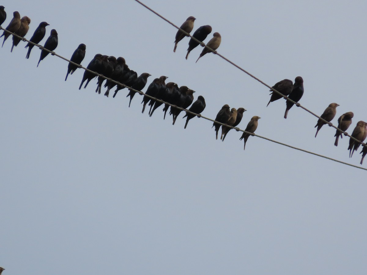 brunhodetrupial - ML645021989