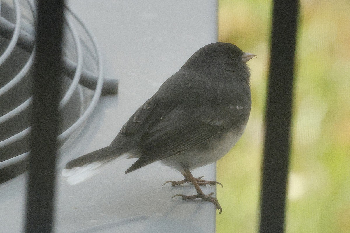 Dark-eyed Junco - ML645021992