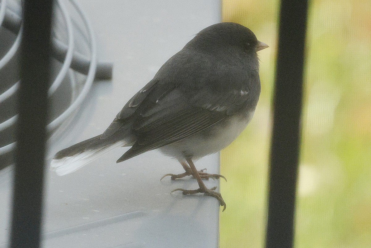 Dark-eyed Junco - ML645021999