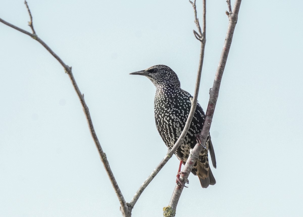 Arabazozo pikarta - ML645022007