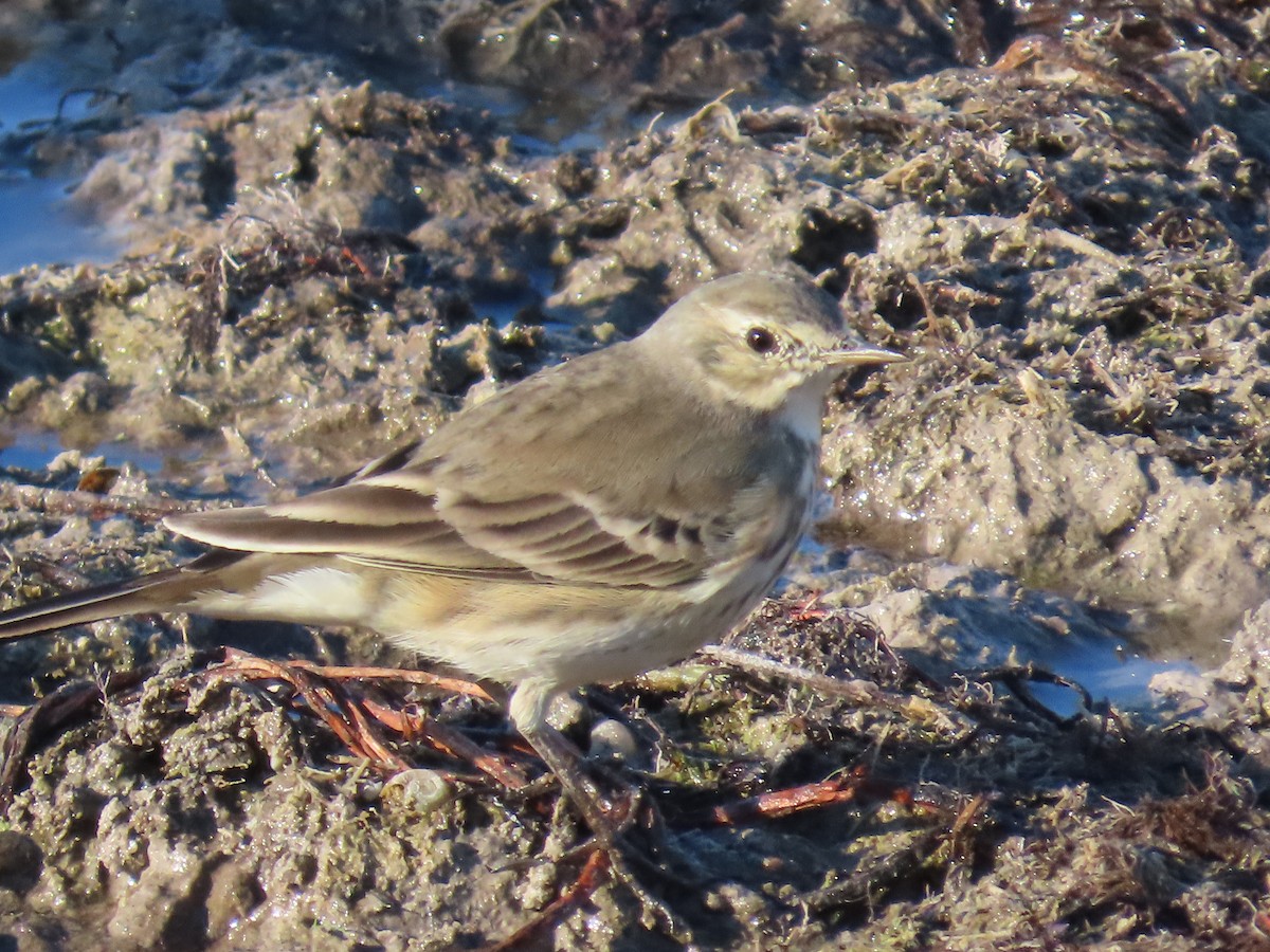 American Pipit - ML645022009