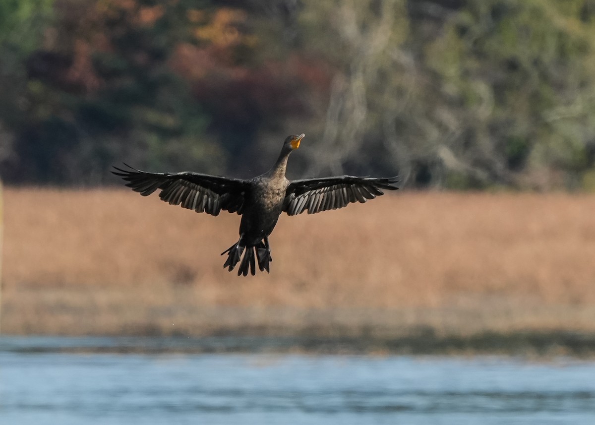 Ubarroi belarriduna - ML645022026