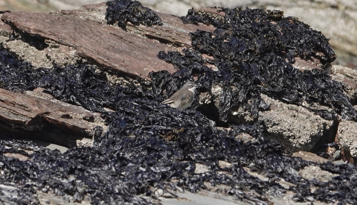 Cape Wagtail - ML645022030