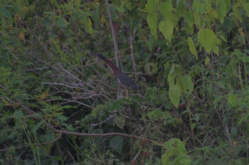 Green Heron - ML645022032