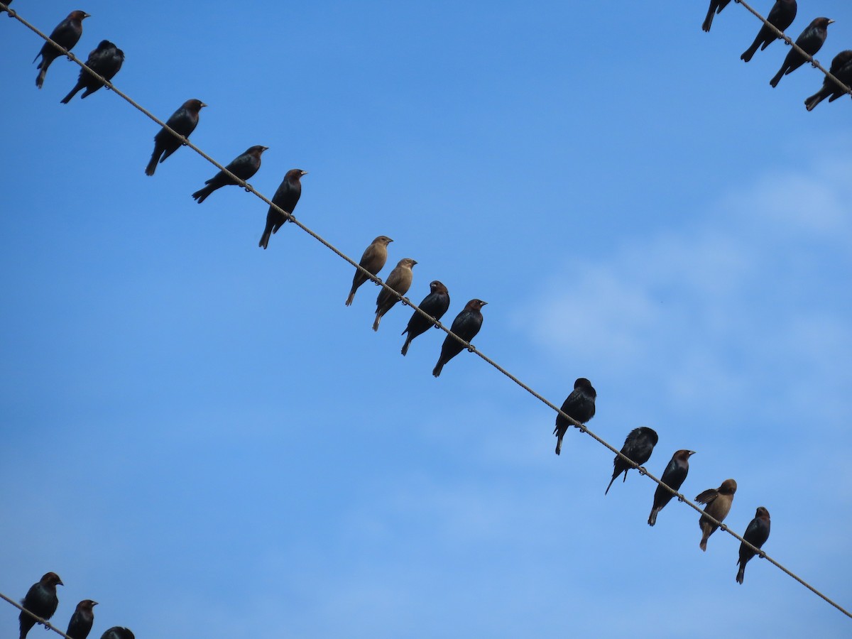 brunhodetrupial - ML645022034