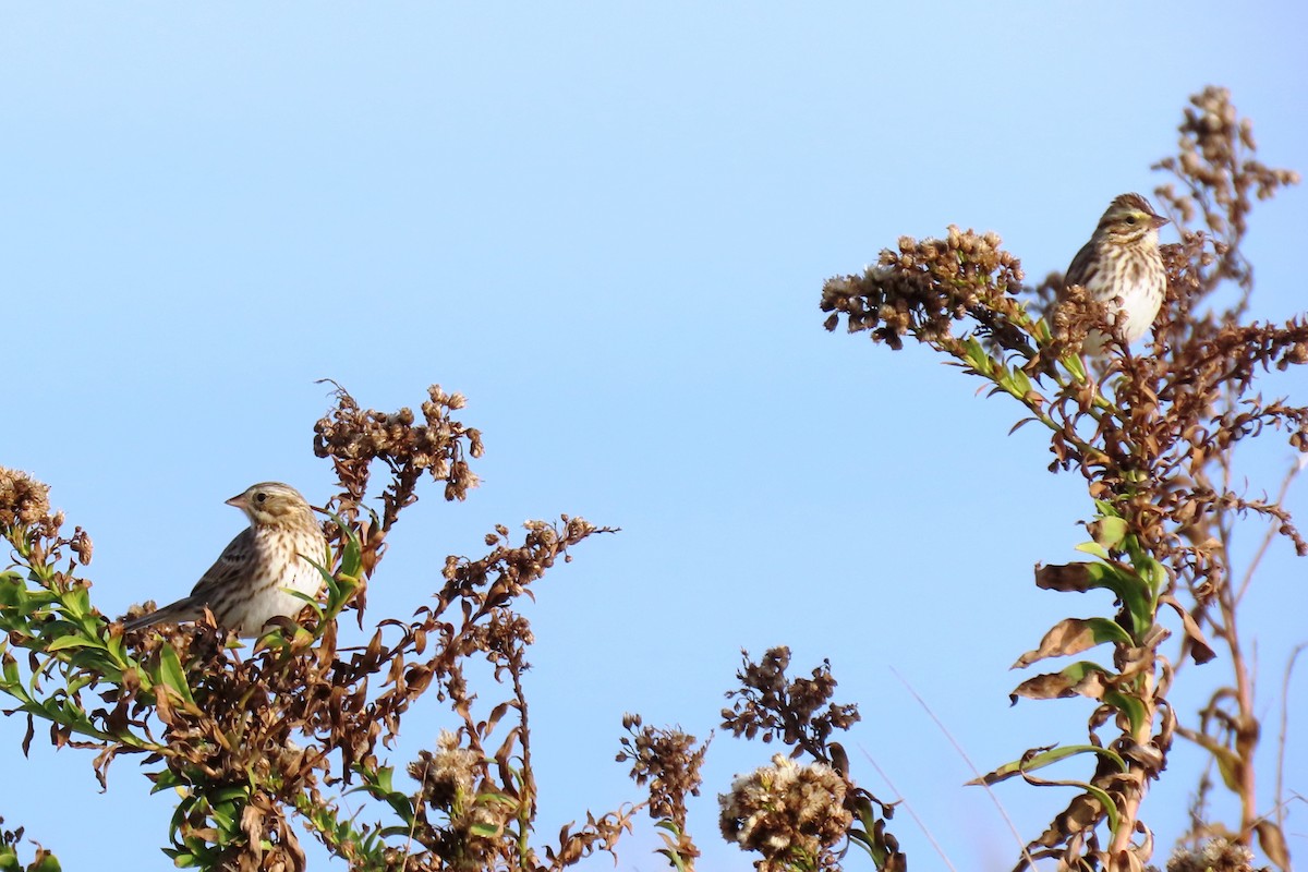 strnadec luční - ML645022041