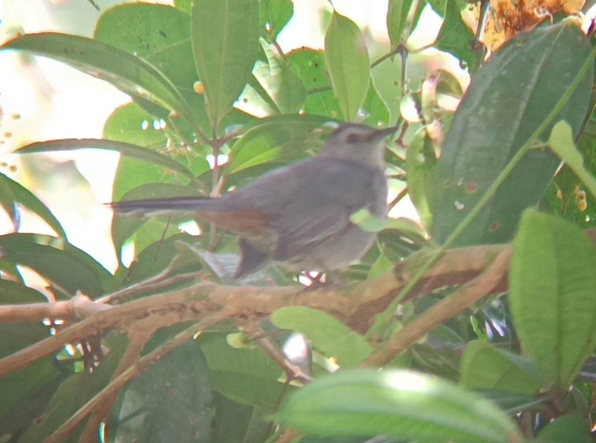 Moqueur chat - ML645022042