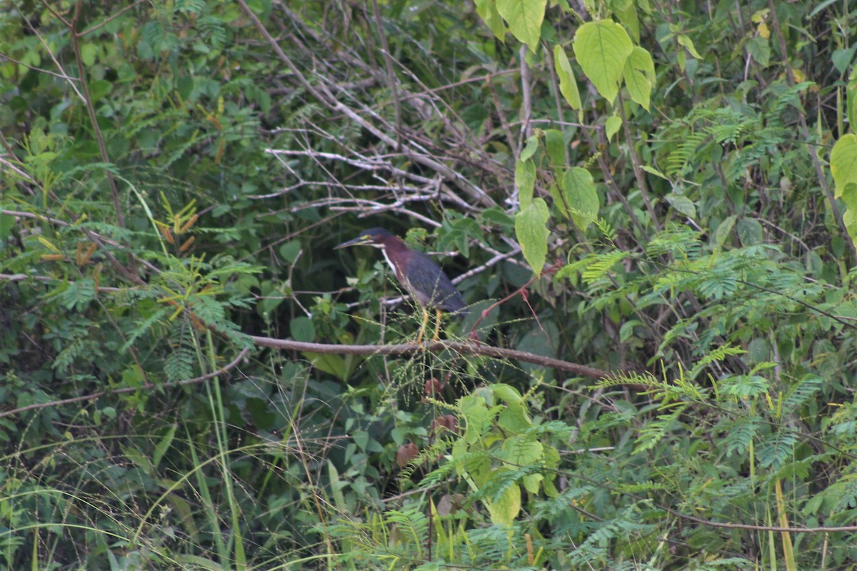 Green Heron - ML645022045