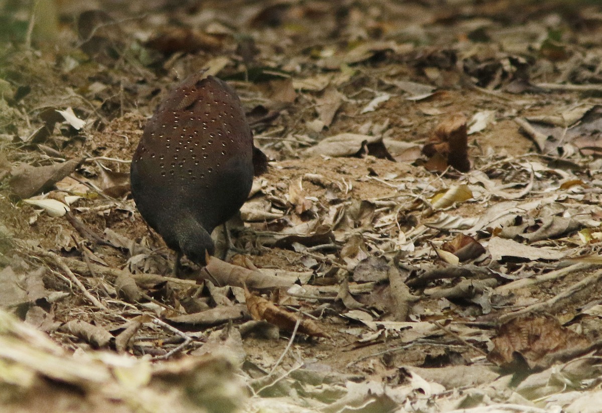 Mountain Peacock-Pheasant - ML645022052