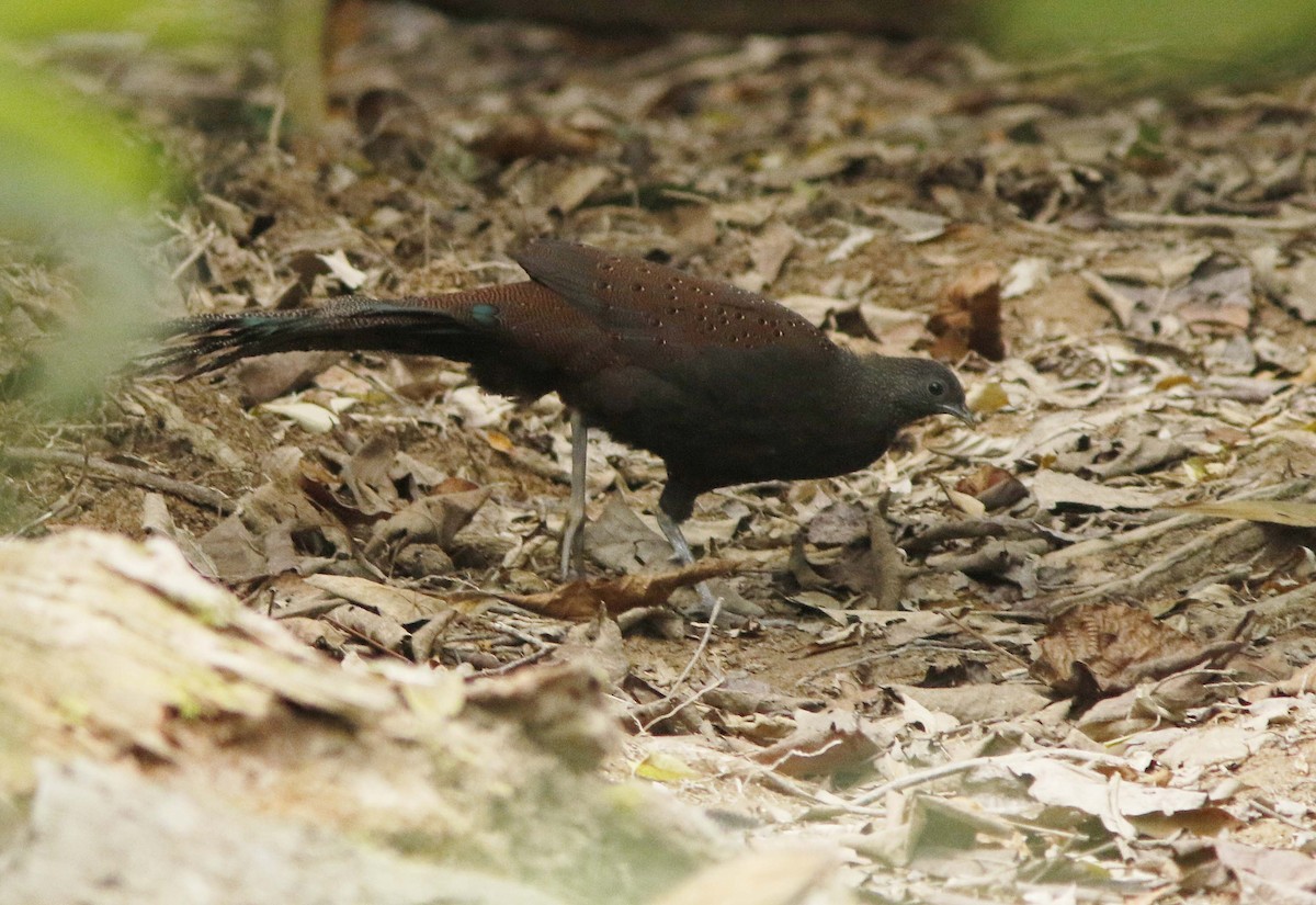 Mountain Peacock-Pheasant - ML645022053