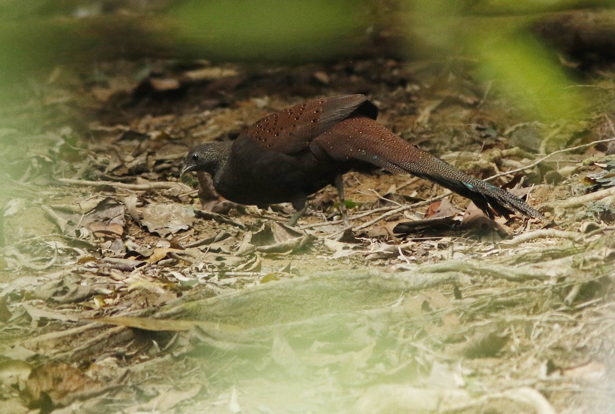 Mountain Peacock-Pheasant - ML645022054