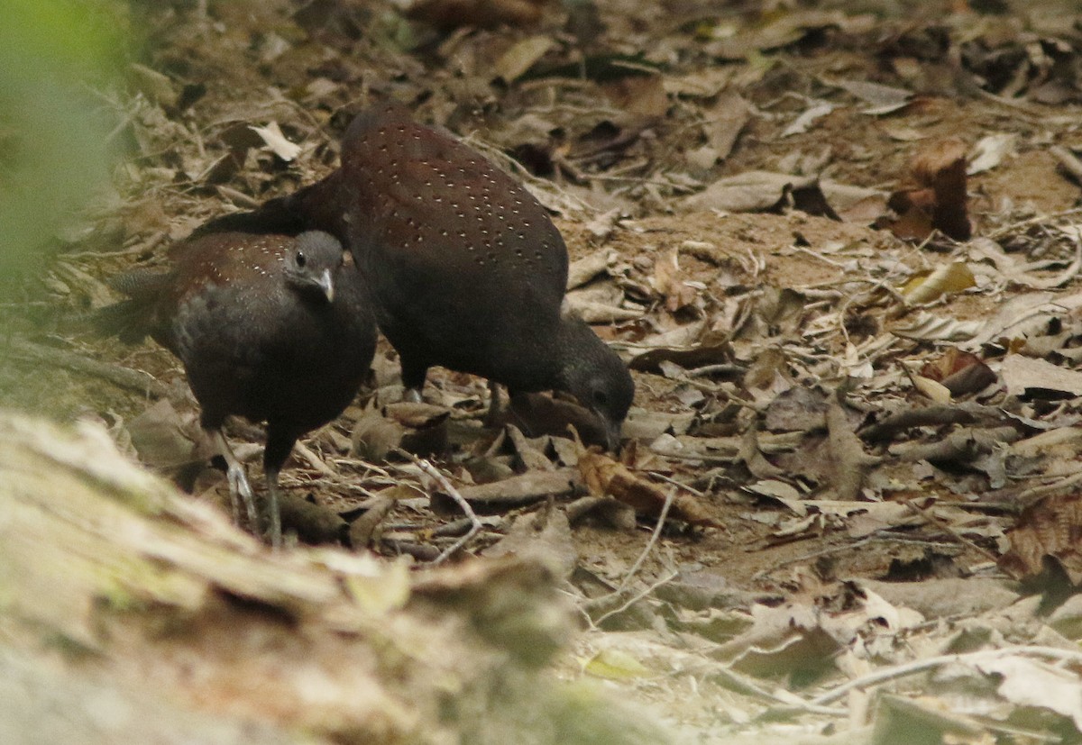 Mountain Peacock-Pheasant - ML645022055