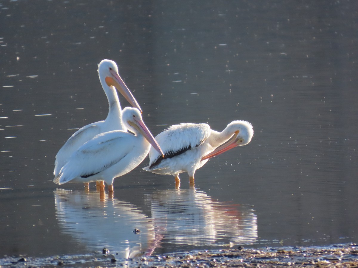 American White Pelican - ML645022071