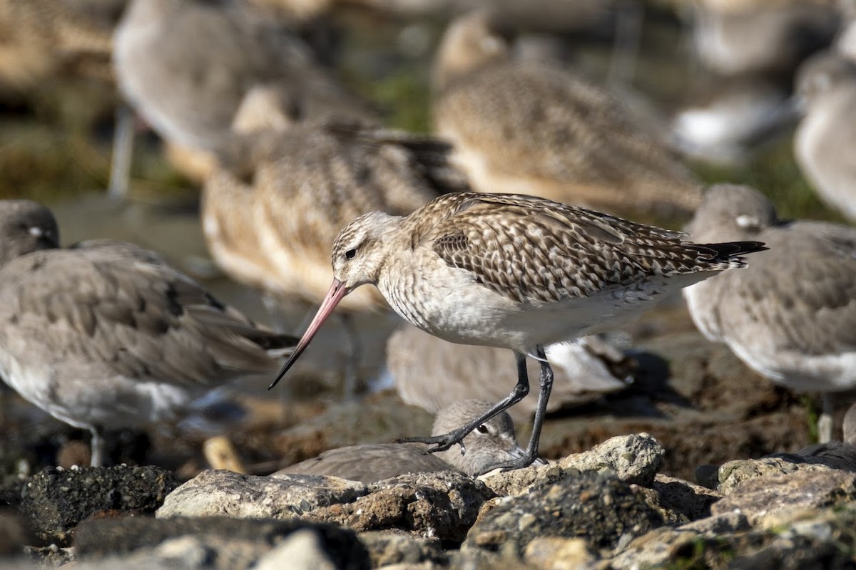 Bar-tailed Godwit - ML645022097