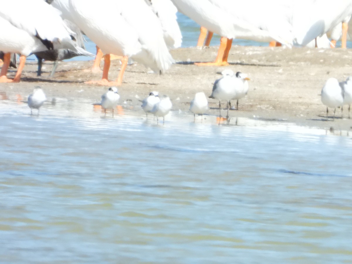 Forster's Tern - ML645022112