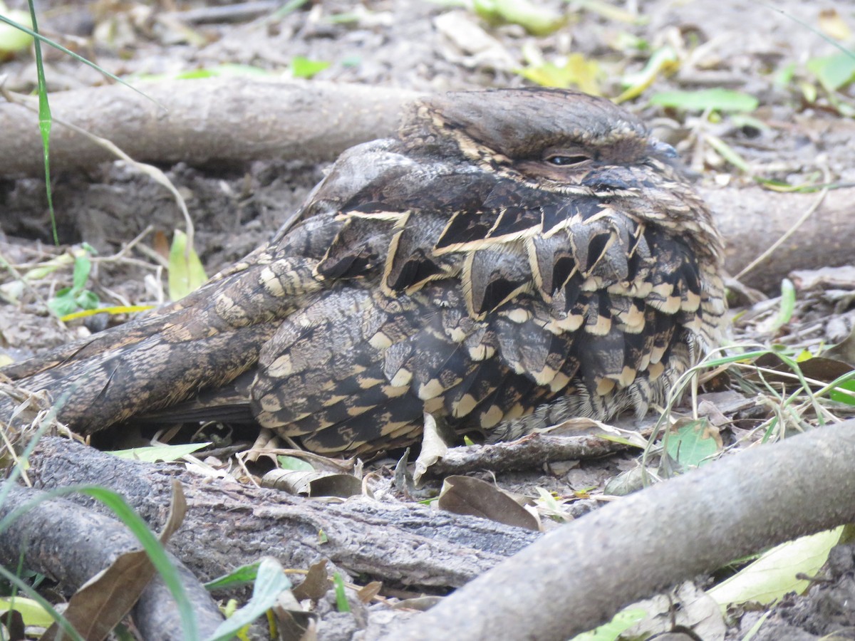 Пораке - ML645022133