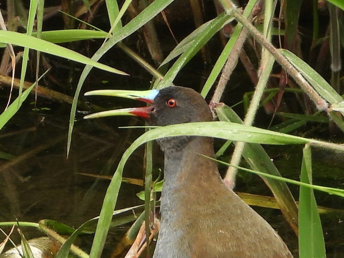 Kurşuni Sukılavuzu - ML645022135