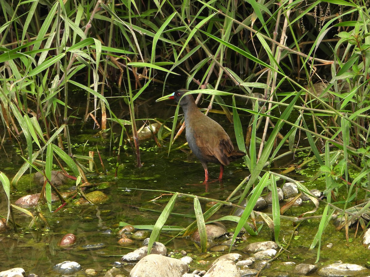 Kurşuni Sukılavuzu - ML645022137