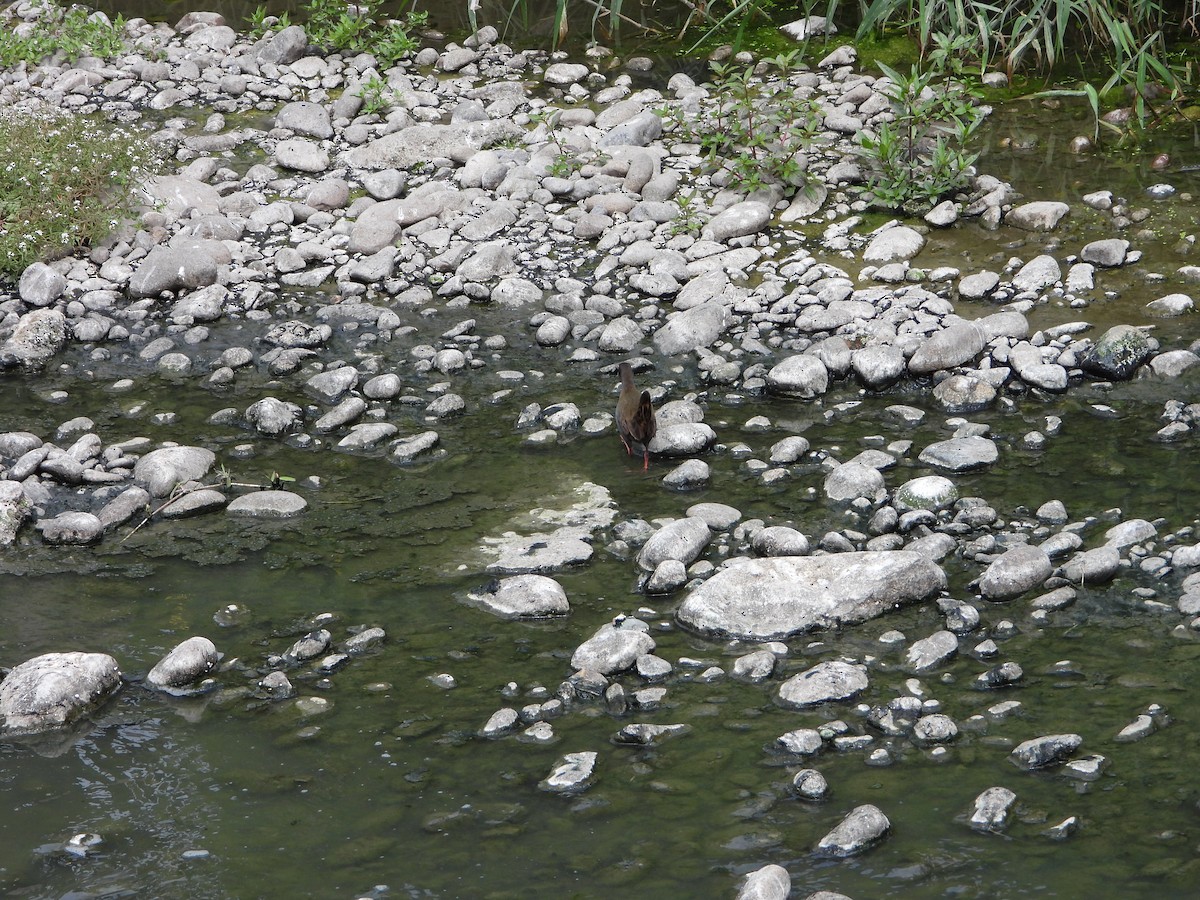 Kurşuni Sukılavuzu - ML645022138