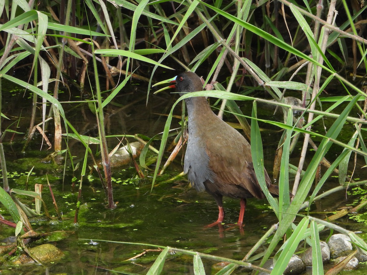 Kurşuni Sukılavuzu - ML645022139