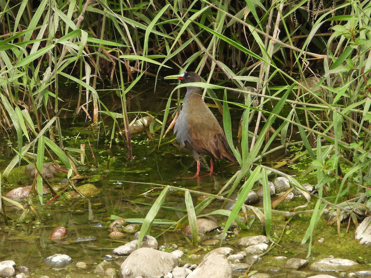 Kurşuni Sukılavuzu - ML645022140