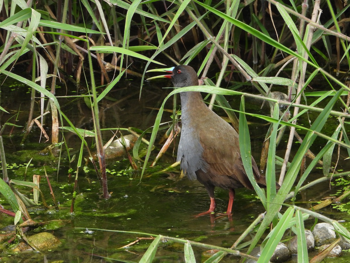 Kurşuni Sukılavuzu - ML645022141