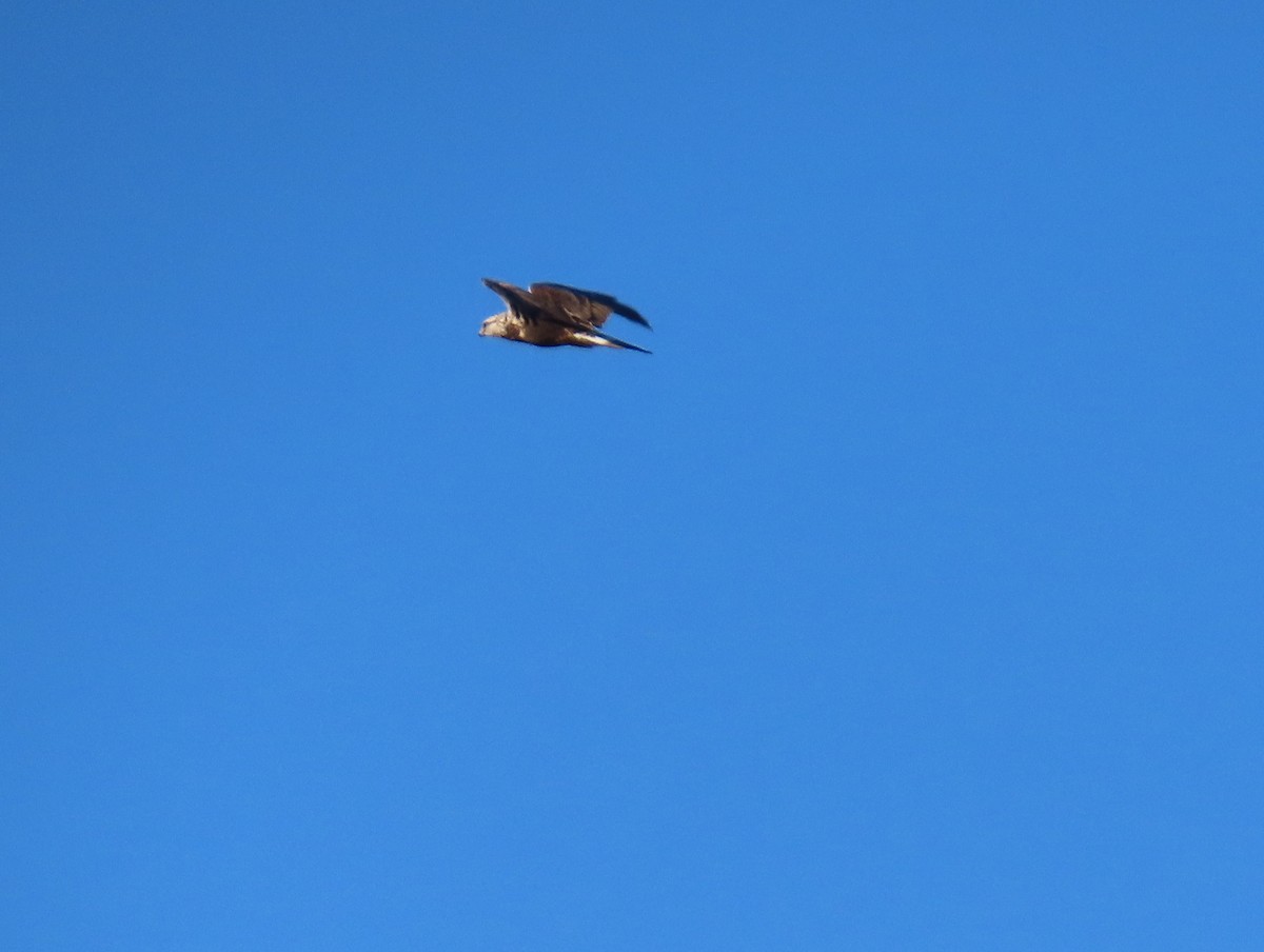 Rough-legged Hawk - ML645022142