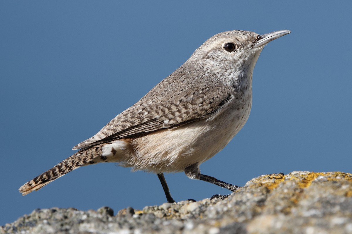 Rock Wren - ML645022143