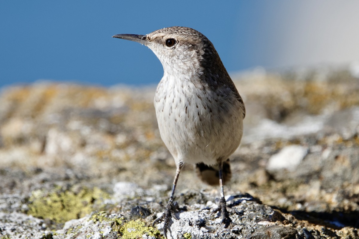 Rock Wren - ML645022145