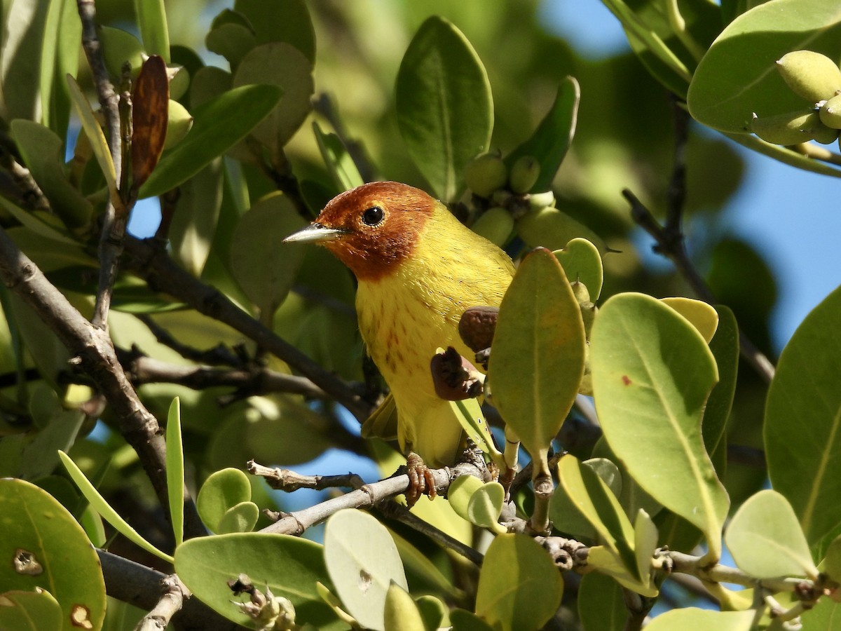 Mangrove Yellow Warbler (Mexican) - ML645022146