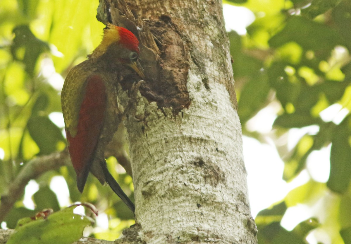Crimson-winged Woodpecker - ML645022148