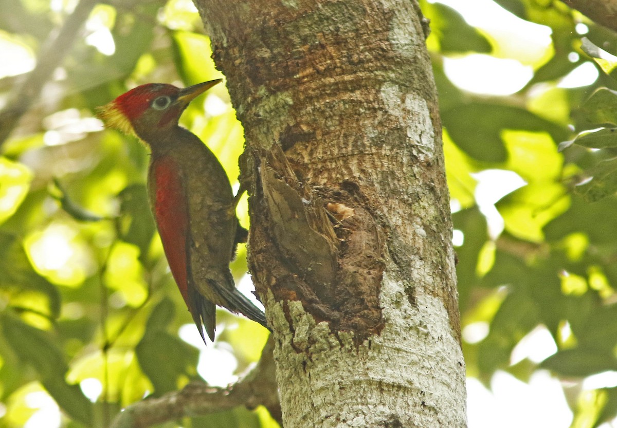 Crimson-winged Woodpecker - ML645022149
