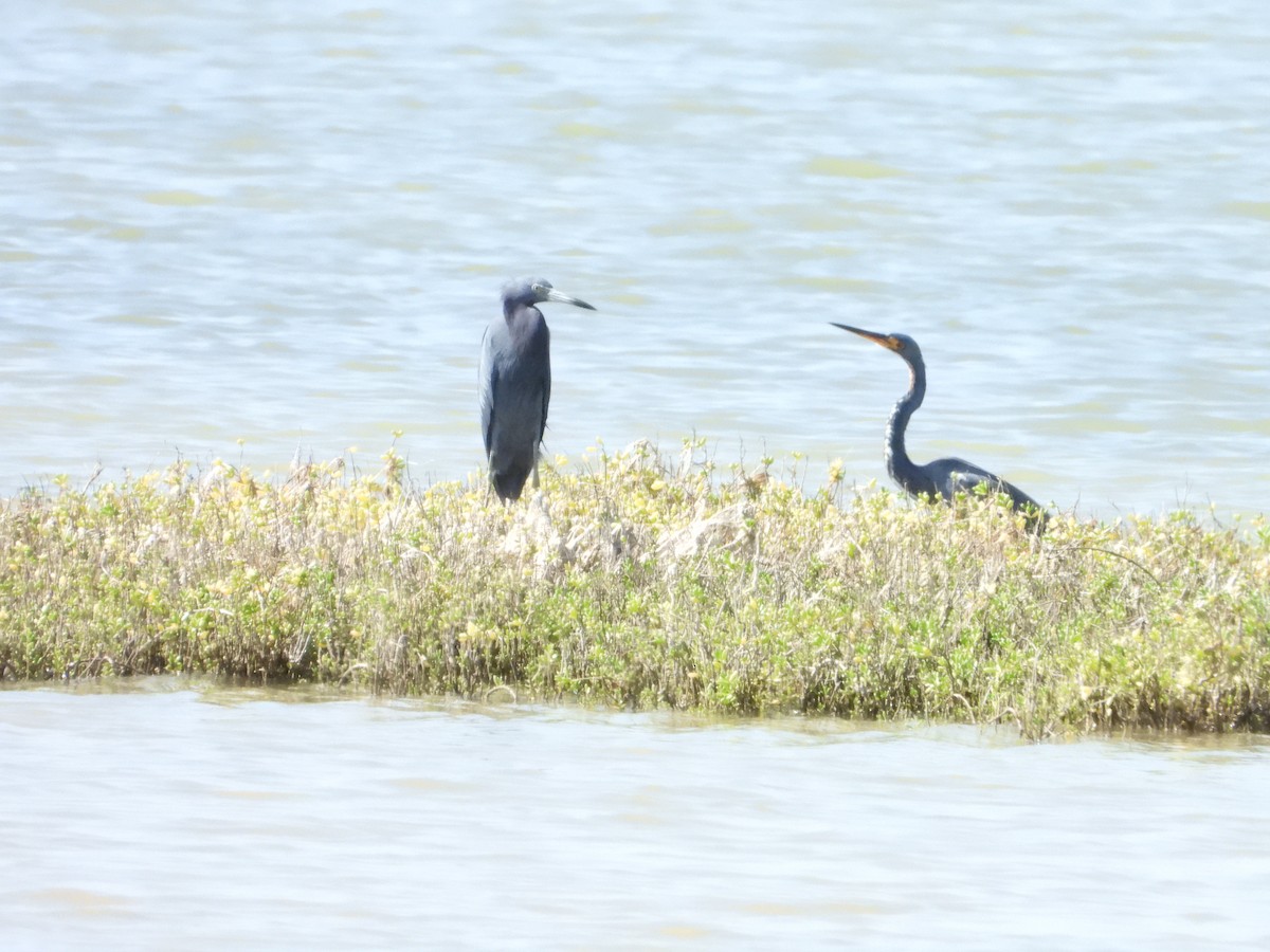 Little Blue Heron - ML645022152