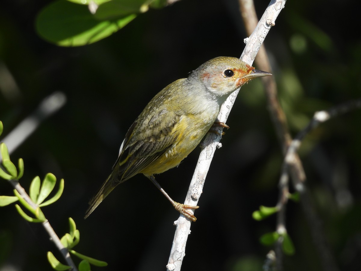 Mangrove Yellow Warbler (Mexican) - ML645022153